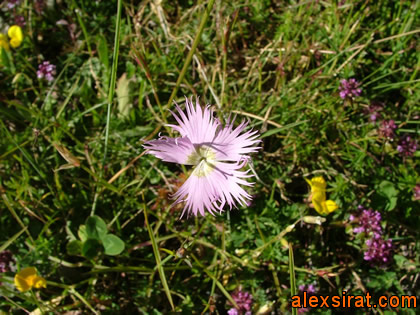 Dianthus hyssopifolius Valle de Aran